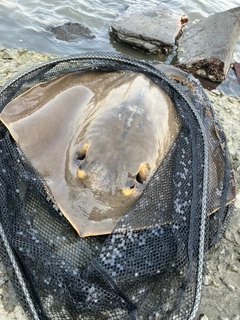 アカエイの釣果