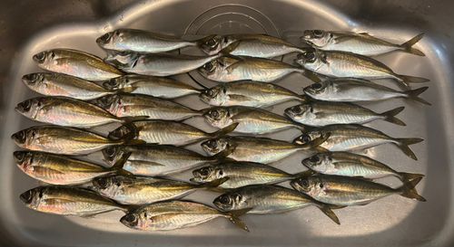 アジの釣果