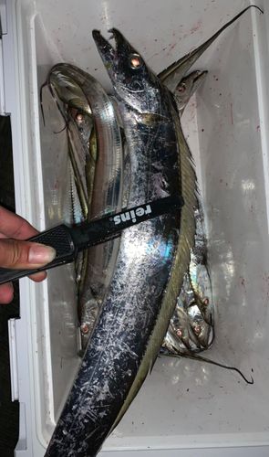 タチウオの釣果