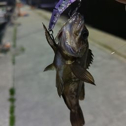 メバル