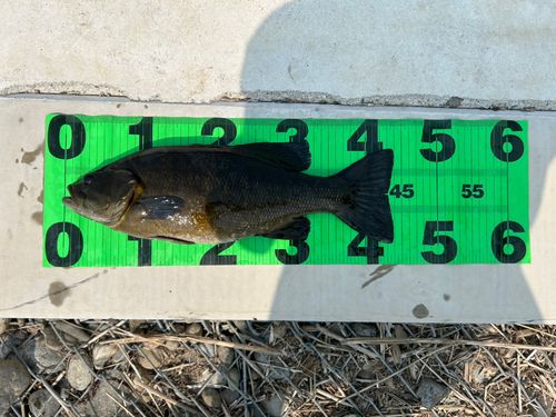 スモールマウスバスの釣果