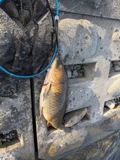 コイの釣果