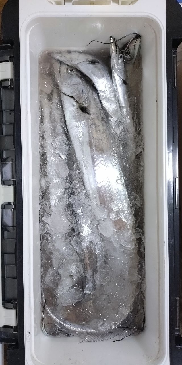 ユウチャンメンさんの釣果 1枚目の画像