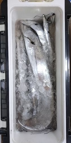 タチウオの釣果