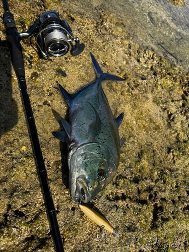 カスミアジの釣果