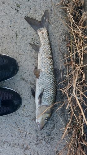 ニゴイの釣果