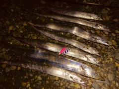 タチウオの釣果