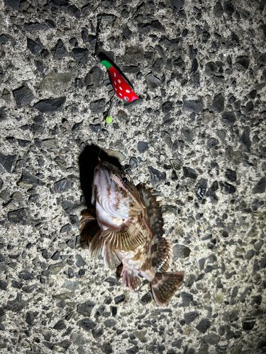 カサゴの釣果