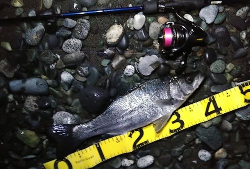 セイゴ（ヒラスズキ）の釣果