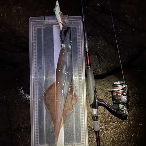 ヤリイカの釣果