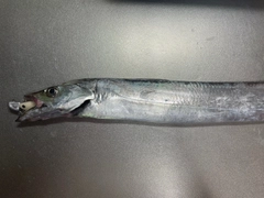 タチウオの釣果