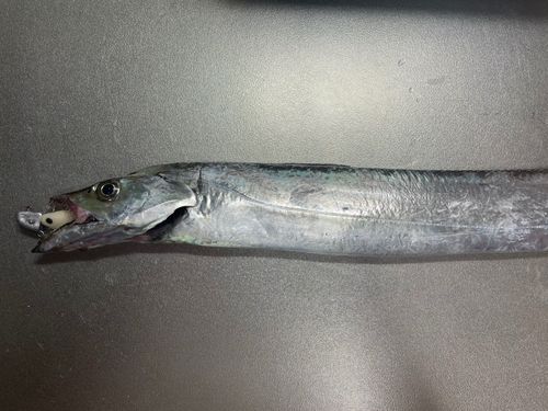 タチウオの釣果