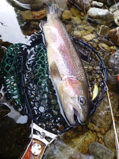 レインボートラウトの釣果