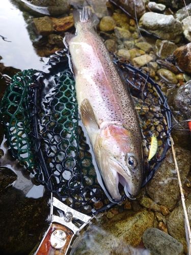 レインボートラウトの釣果