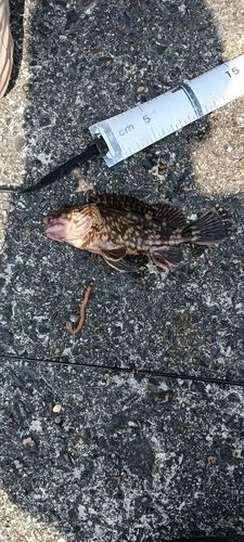 カサゴの釣果