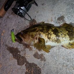 タケノコメバル