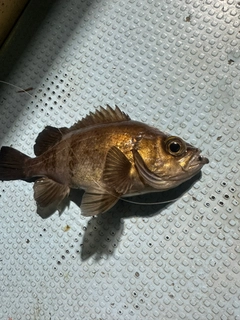 アカメバルの釣果