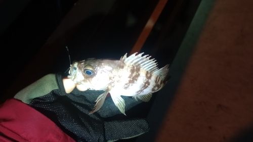 メバルの釣果