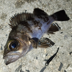 メバルの釣果
