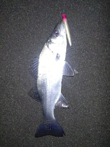 セイゴ（ヒラスズキ）の釣果