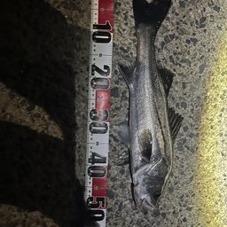 フッコ(マルスズキ)