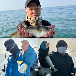 ショウサイフグ