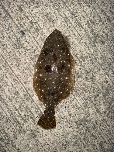 ソゲの釣果