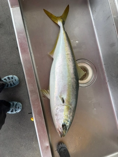 ブリの釣果