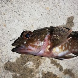 カサゴ