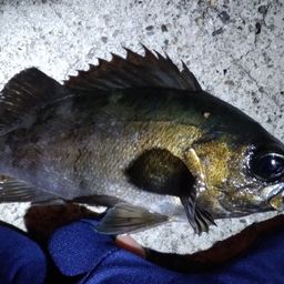 クロメバル
