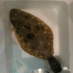 ヒラメ