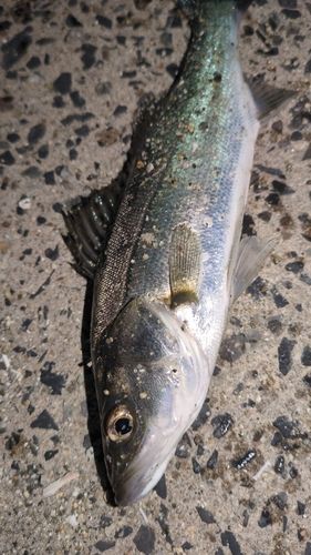 セイゴ（マルスズキ）の釣果