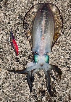 アオリイカの釣果