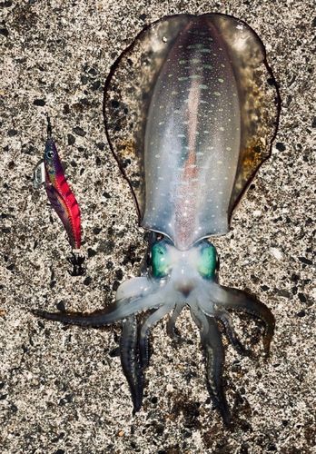 アオリイカの釣果