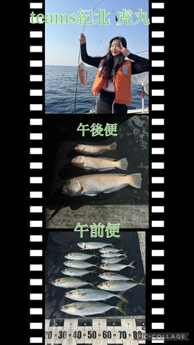 シロアマダイの釣果