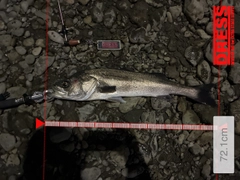 シーバスの釣果