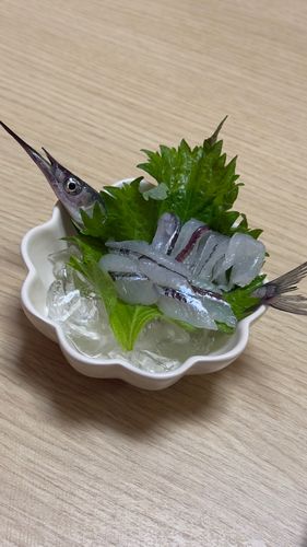 サヨリの釣果