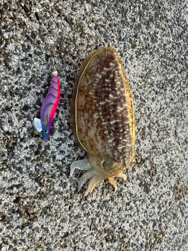 コウイカの釣果