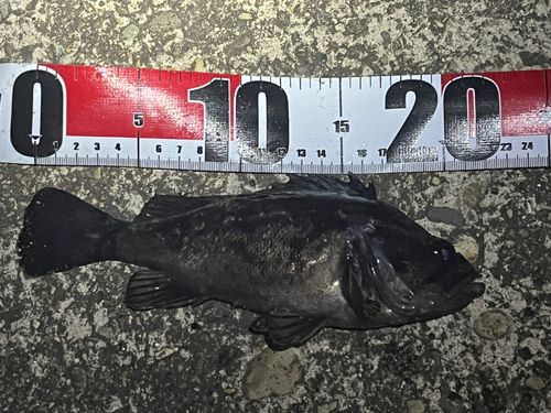 クロソイの釣果