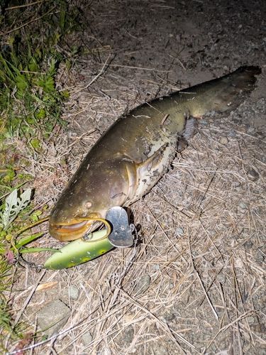 マナマズの釣果