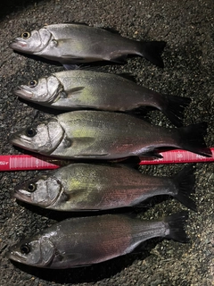 セイゴ（ヒラスズキ）の釣果
