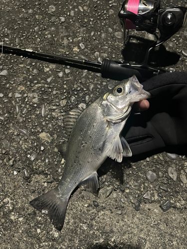セイゴ（マルスズキ）の釣果