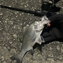 セイゴ（マルスズキ）