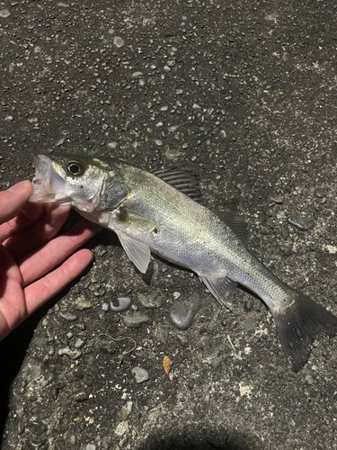 セイゴ（マルスズキ）の釣果