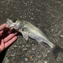 セイゴ（マルスズキ）