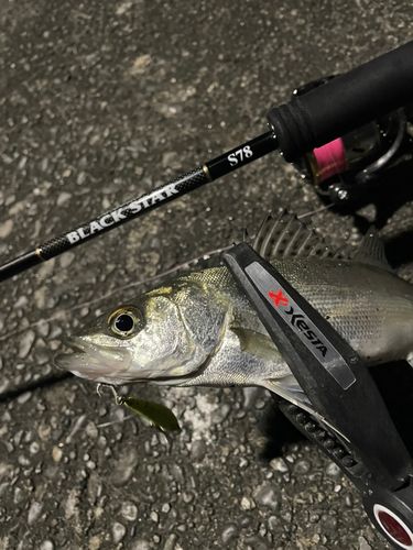 セイゴ（マルスズキ）の釣果