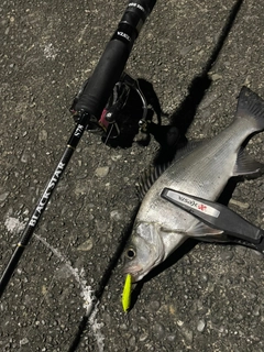 セイゴ（マルスズキ）の釣果