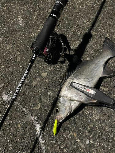 セイゴ（マルスズキ）の釣果