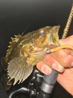 タケノコメバルの釣果