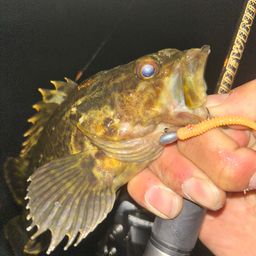 タケノコメバル